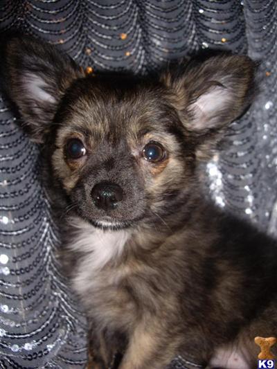 Puppies in CT