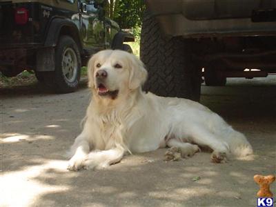 Stud Dogs - Golden Retriever