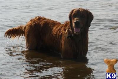 Stud Dogs - Golden Retriever