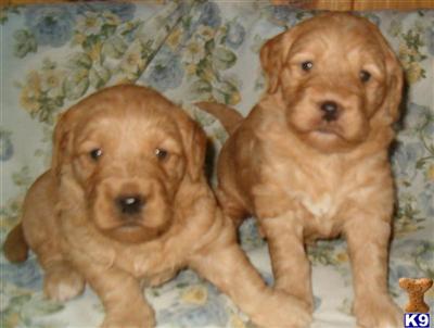 Puppies in MN