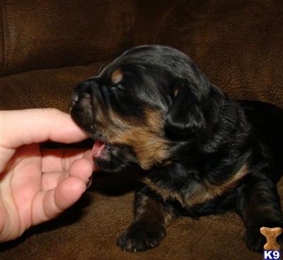 Puppies in MN