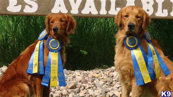 Dogs for Sale golden retriever puppies for sale in trinidad. Dogs for Sale