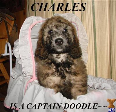 Goldendoodles Puppies for Sale