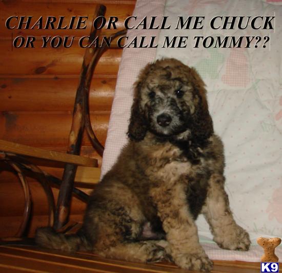 goldendoodle puppies mn. Puppies in MN