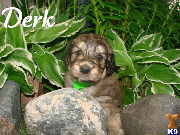 black goldendoodle dogs. Goldendoodles Puppies