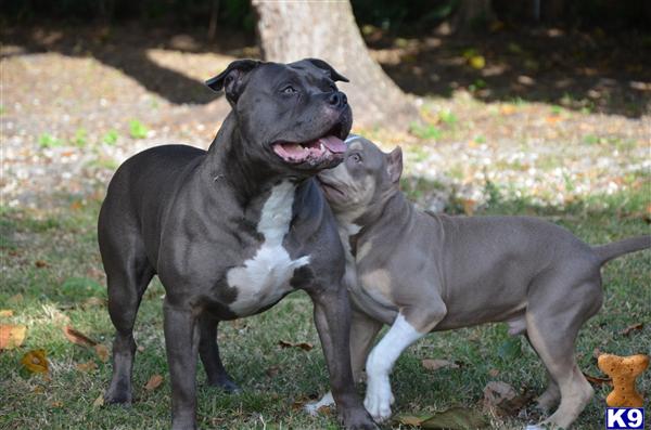 Stud Dogs - American Pit Bull