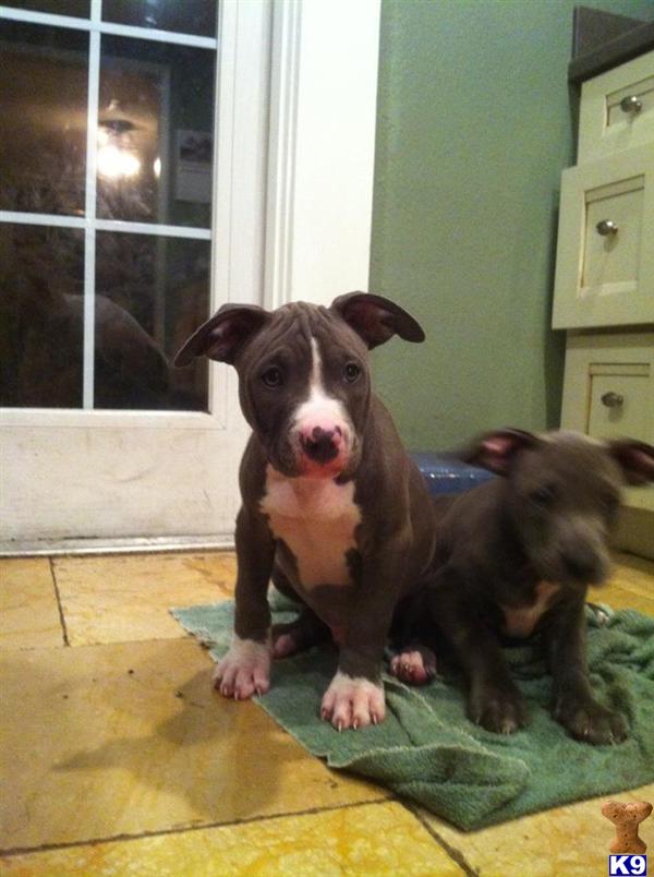 American Pit Bull Puppies