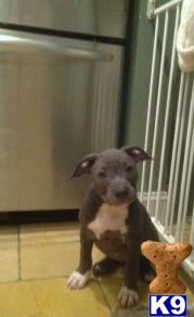 American Pit Bull Puppies