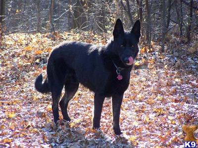 Stud Dogs - German Shepherd