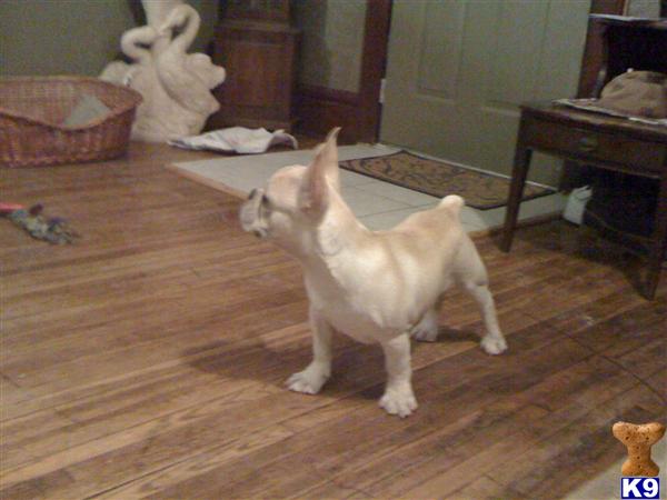 Stud Dogs - French Bulldog