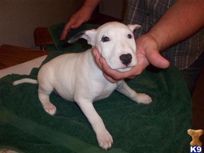 Bull Terrier Puppies in TX