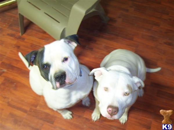 American Bulldog Puppies