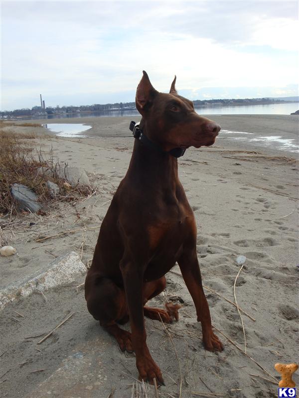 Stud Dogs - Doberman Pinscher