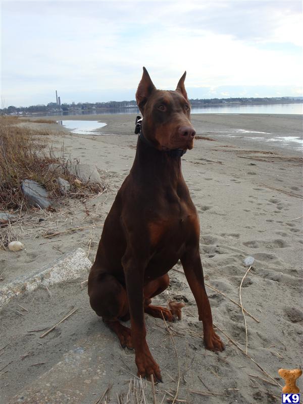 Stud Dogs - Doberman Pinscher