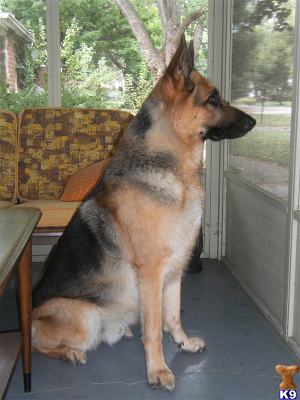 Stud Dogs in IN
