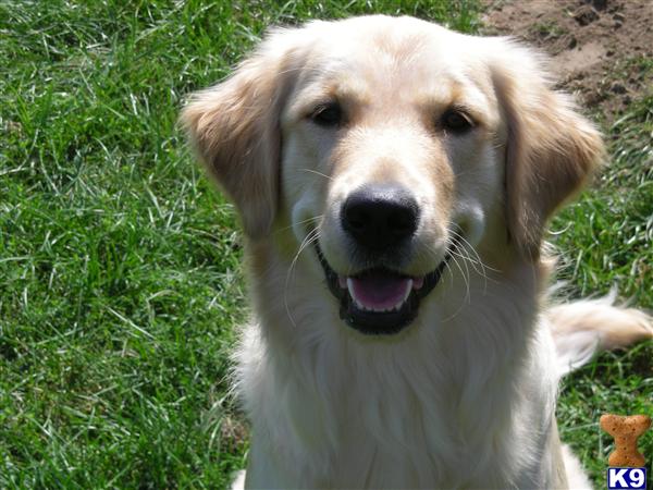 Stud Dogs in NH