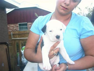 American Bulldog Puppies in OK