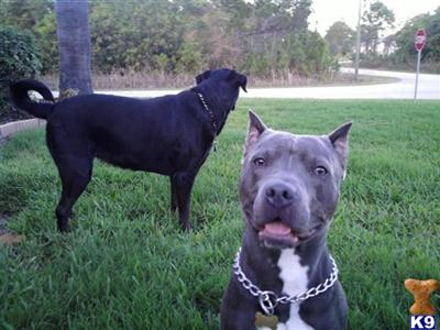 Stud Dogs in FL