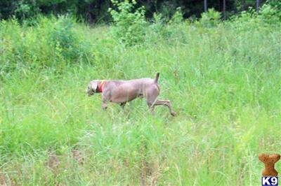Dogs for Sale in SC
