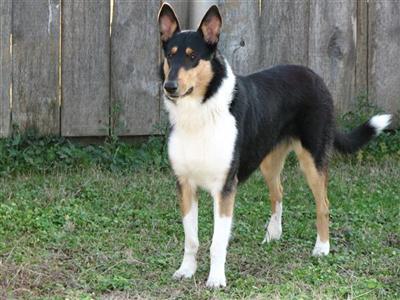 Stud Dogs - Collie
