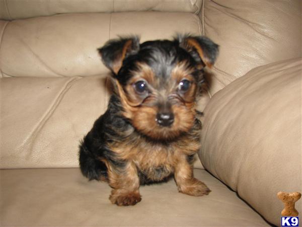 Yorkshire Terrier Puppies in TX