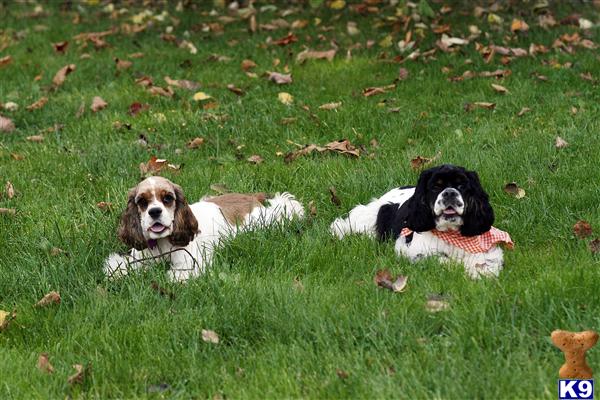 American Cocker Spaniel Puppies