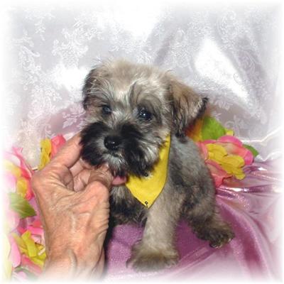 Puppies in MS