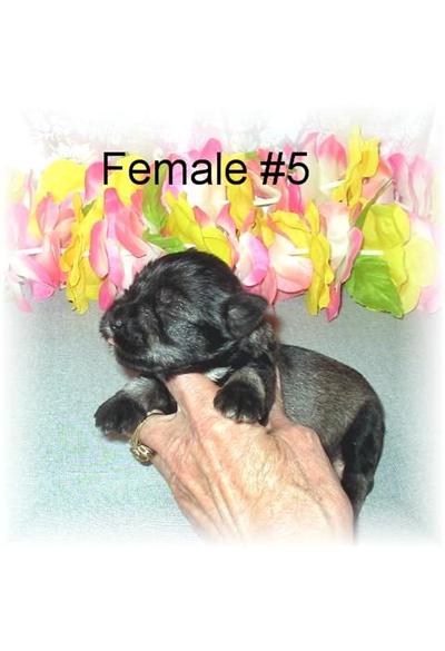 Puppies in MS