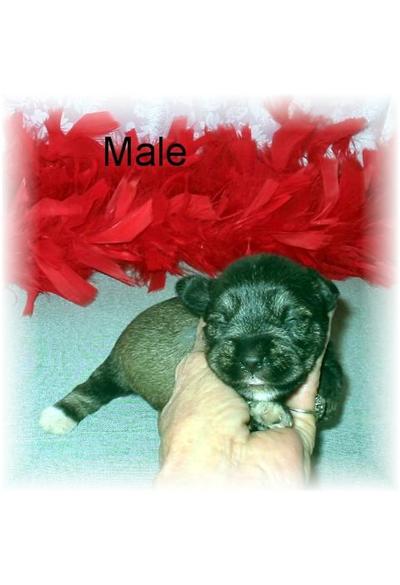 Puppies in MS