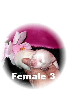 Puppies in MS