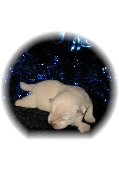 Puppies in MS