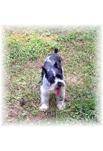 Dogs for Sale in MS