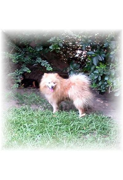 Dogs - Pomeranian