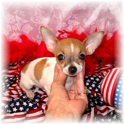 Dogs - Chihuahua