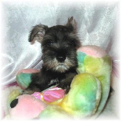 Puppies in MS