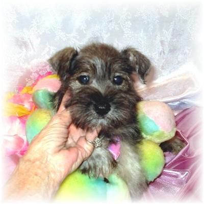 Puppies in MS