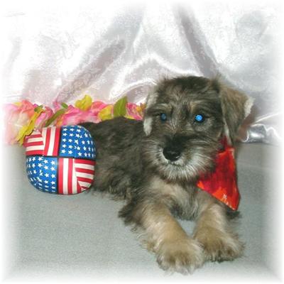 Puppies in MS
