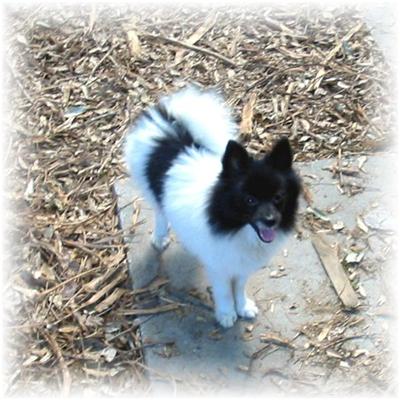 Puppies in MS