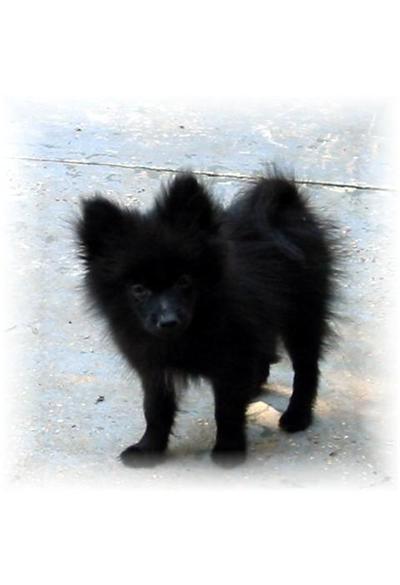 Puppies in MS