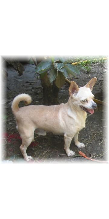 Dogs for Sale in MS
