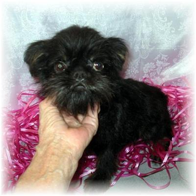 Dogs for Sale in MS