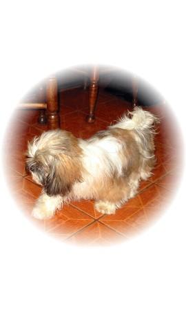Dogs for Sale