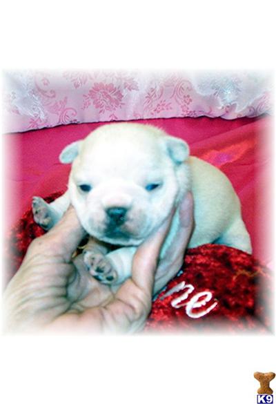 Puppies in MS