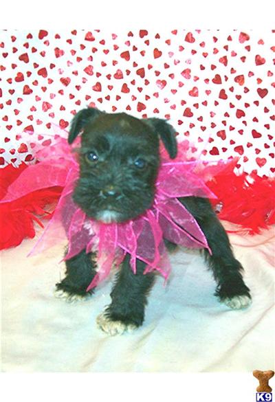 Miniature Schnauzer Puppies for Sale