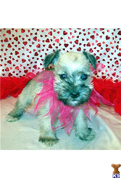 Miniature Schnauzer Puppies for Sale