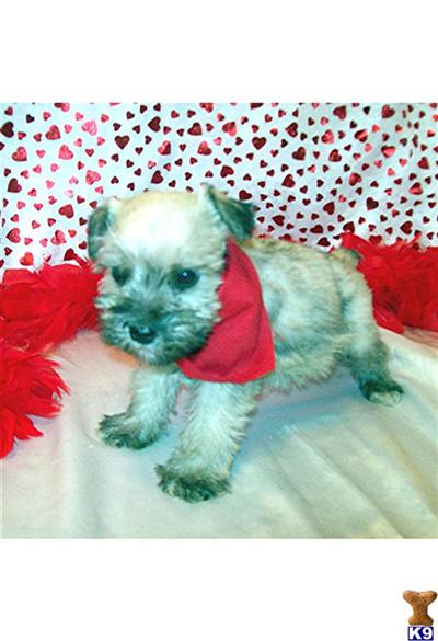 Miniature Schnauzer Puppies for Sale