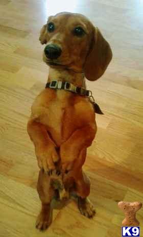 Stud Dogs - Dachshund