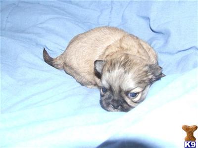 Shih Tzu Puppies in TX