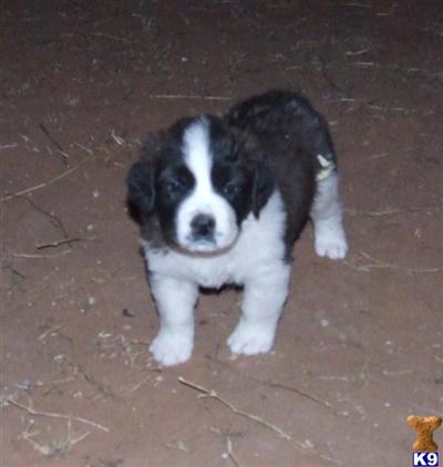 Saint Bernard Puppies for Sale