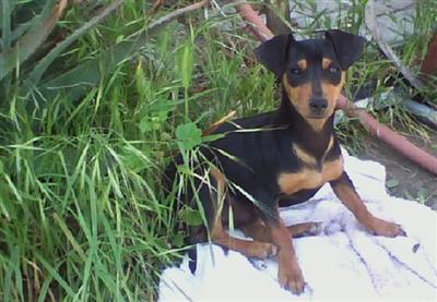 Stud Dogs - German Pinscher